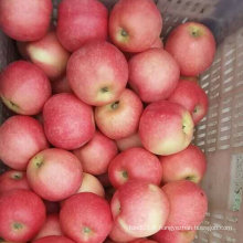 Nouvelle pomme de Gala douce et fraîche